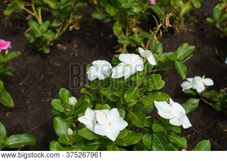 Five Petaled White Flowers Of Catharanthus Roseus In August