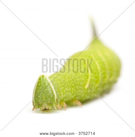 หนอนผีเสื้อเหยี่ยว Moth มะนาว - Mimas Tiliae