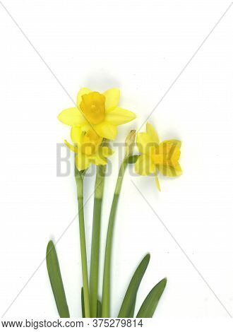 Colorful Flower. Flower In Garden At Sunny Summer Or Spring Day. Flower For Postcard Beauty Decorati