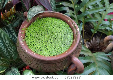 duckweed kasvi kelluu vedellä pot