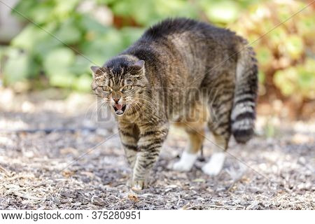 European Shorthair Cat Hissing And Arching Back With Hair Standing Up