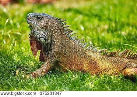 Iguanas of Seminario Park landmark of Guayaquil Ecuador in south america