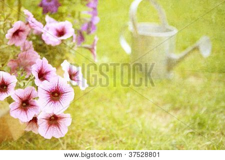 Pétunia est prêt à être planté au début de l'été (style grunge vintage)