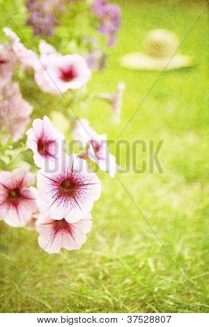 Pétunia est prêt à être planté au début de l'été (style grunge vintage)