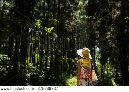 traveling Asian woman hiking in the forest at Xitou, Nantou, Taiwan