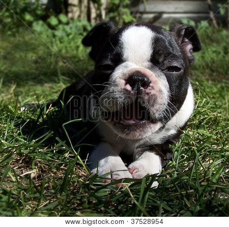 en boston terrier hvalp gaben