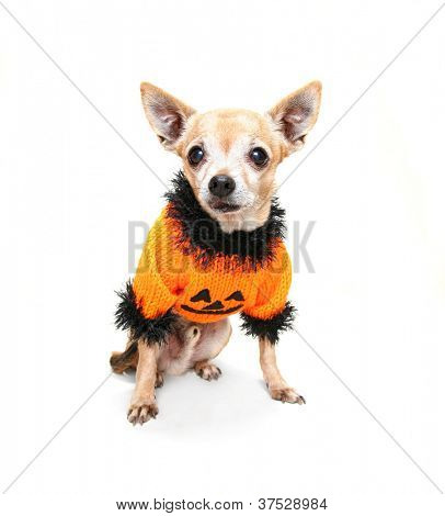 en nuttet chihuahua i en halloween kostume