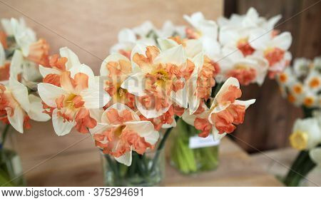 Nice White Daffodil In Bright Blurry Background In Early Spring, Maltese Daffodil, Narcis, Blossom D