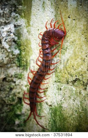 Giant centipede