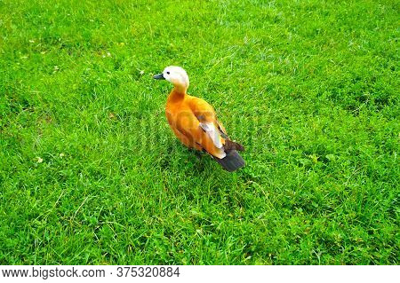 Red Duck, Ruddy Shelduck, Known As The Brahminy Duck, On Red Duck, Green Grass Tadorna Ferruginea
