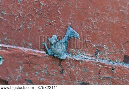 A Small Bat, Baby Bat On A Wood Fall From The Nest. It Can't Fly Yet.
