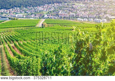 Vineyards Green Fields Landscape With Grapevine Rows On Hills In Rhine Gorge River Rhine Valley, Rhe
