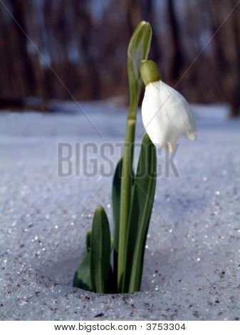 Snowdrop