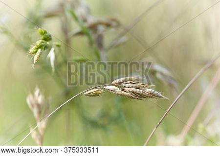 Nature Background With Wildgrass Under Sunlight. Selective Focus. Plant Background.