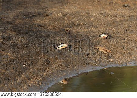 Fiddler Grabs, Uca Tangeri, On A Mudflat In The Gambia, West Africa.