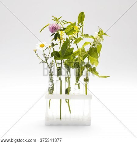 Wild Field Herbs In Bottles Of Different Shapes On A White-gray Background As A Decoration. Card