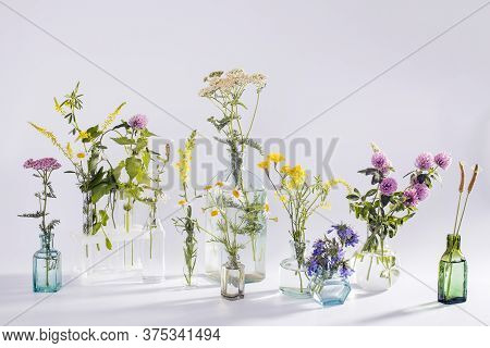 Wild Field Herbs In Bottles Of Different Shapes On A White-gray Background As A Decoration. Card, Bo