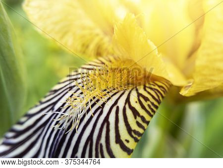 Macro Photo Of Yellow Iris Flower With Focus On Pestle And Stamen With Sunlight. Stock Photo.