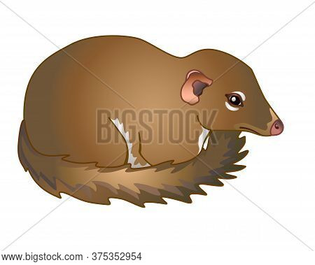 Tupaia - Small Primate - Vector Full Color Picture.asian Small Animal - Tupaia Common. Tupaia Cub.