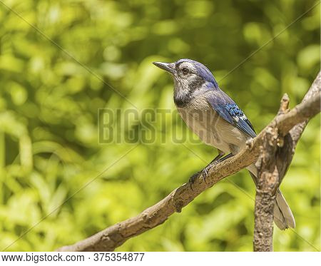 A Blue Jay Perched On A Tree Limb In A Forest On A Summer Day.