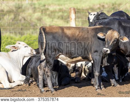 Portrait Of A Crossbreed Ox Of The Angus Breed With Nellore