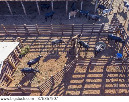 Livestock In Confinement, Oxen, Cows, Sunny Day