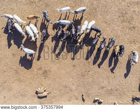 Livestock In Confinement, Oxen, Cows, Sunny Day
