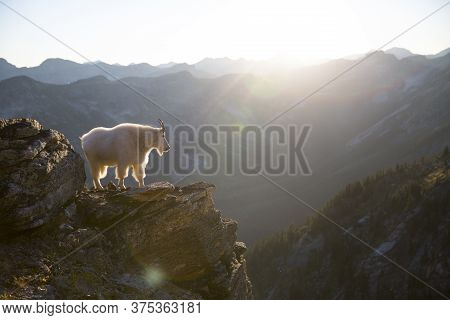 Mountain Goat Standing On A Cliff In Canada Provincial Park