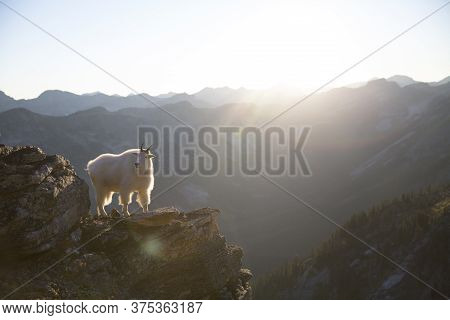 Valhalla Provincial Park In The Canadian West Kootenays A Rocky Mountain Goat (oreamnos Americanus) 