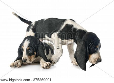 Puppies Bernese Schweizer Laufhund In Front Of White Background