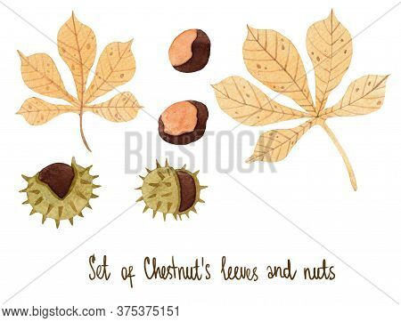 Watercolor Set With Tender Chestnut Leaves With Nuts