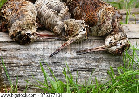 Hunting Trophies (three Downed Woodcocks) Lie On A Log After A Successful Hunt And Wait For Cooking