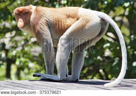 Nose-monkey In Borneo