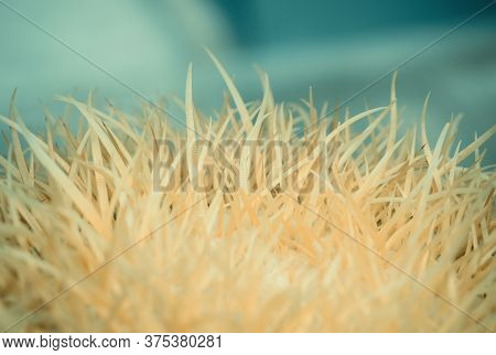 Close-up Of Large Yellow Spines Of Succulent Cactus Plants On Turquoise Color Background. Natural Ab