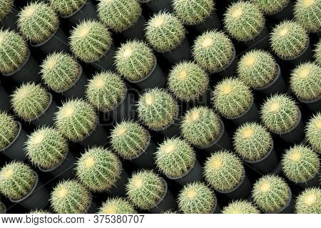 Natural Pattern Background Of A Row Of Large Succulent Cactus Plants, Round Shape, Diagonal, And Big