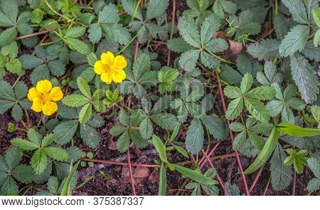 Yellow Flowering Creeping Cinquefoil As Seen Form Above. The Photo Was Taken In The Netherlands In T