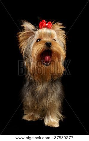 Yawning เช่นร้องเพลง