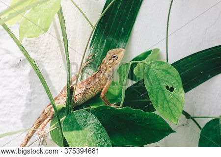 Oriental Garden Fence Lizard Or Calotes Versicolor Sitting On A Branch In The Tropical Jungle. Asian