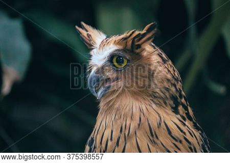 Buffy Fish Owl (ketupa Ketupu) Also Called The Malay Fish Owl