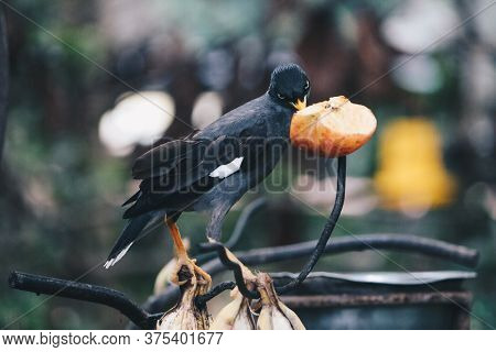 The Javan Myna (acridotheres Javanicus), Also Known As The White-vented Myna Or Jalak Kebo In A Bran