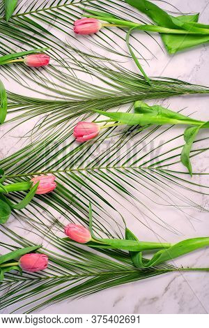 Closeup Beautiful Spring Summer Background With Green Robelini And Pink Tulips. On White Marble, Top
