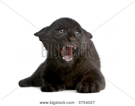 Jaguar Cub (2 Monate) Panthera onca