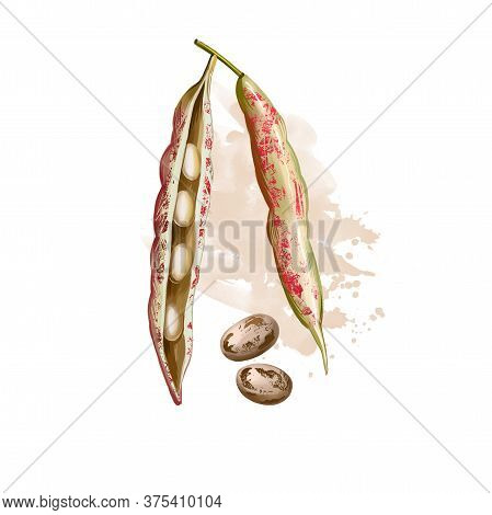 Borlotti Bean. Digital Art Illustration Of Cranberry Beans, Roman Saluggia Rosecoco Bean. Phaseolus 