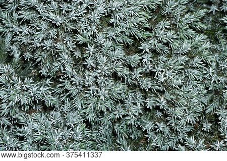 Coniferous Bush Texture. Blue Star Juniper Shrub Background. Dwarf Confier Silver Color Needle.