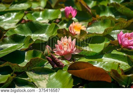 Red water lily flowers (Nymphaea alba f. rosea) in a lake. The flower is a red variety of the white water lily (Nymphaea alba).