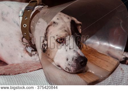 Dog Phenotype English Pointer In A Protective Medical Plastic Collar