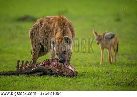 Spotted Hyena Gnaws Carcase As Jackal Watches