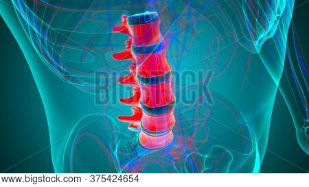 Vertebrogram ภาพและภาพถ่าย (ทดลองใช้ฟรี) | Bigstock