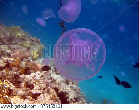Jellyfish Long-eared Aurelia, Or Long-eared Jellyfish - A Type Of Scyphoid From The Order Of Discome