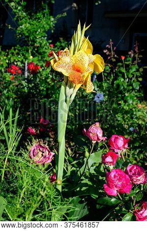 Vivid Yellow Flowers Of Canna Indica, Commonly Known As Indian Shot, African Arrowroot, Edible Canna